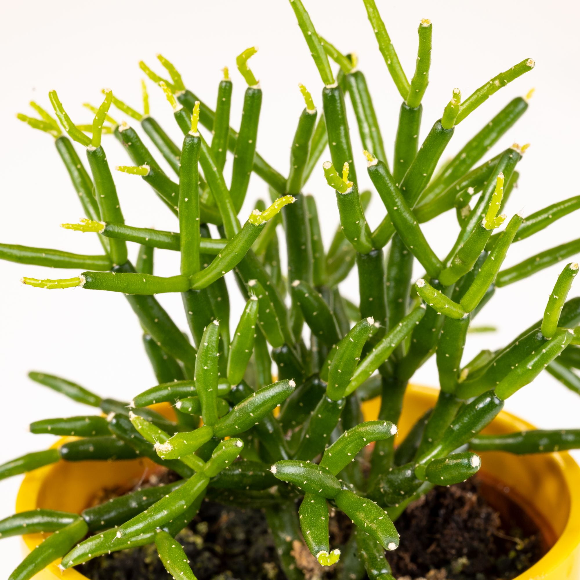 Hatiora salicornioides - immagine 2