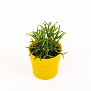 Hatiora salicornioides