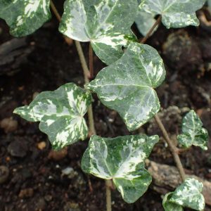 Hedera helix “Kolibrì”