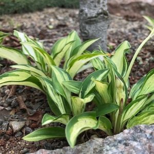 Hosta “Lakeside Little Tuft”