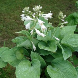 Hosta plantaginea var. grandiflora