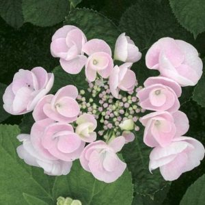 Hydrangea macrophylla “Hovaria Hobella Soft Pink”