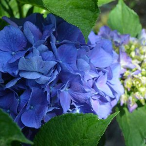 Hydrangea macrophylla “Rembrandt Blue Glory”