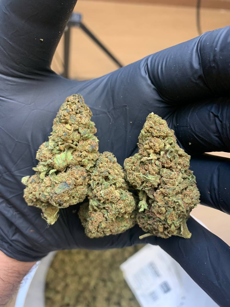 Babilogna | Thunder Sage