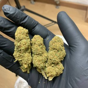 Babilogna | Velvet Cloud