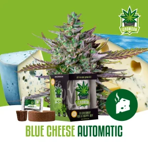 igrowcan | BLUE CHEESE AUTO (IGC)