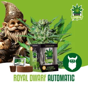 igrowcan | ROYAL DWARF AUTO (IGC)