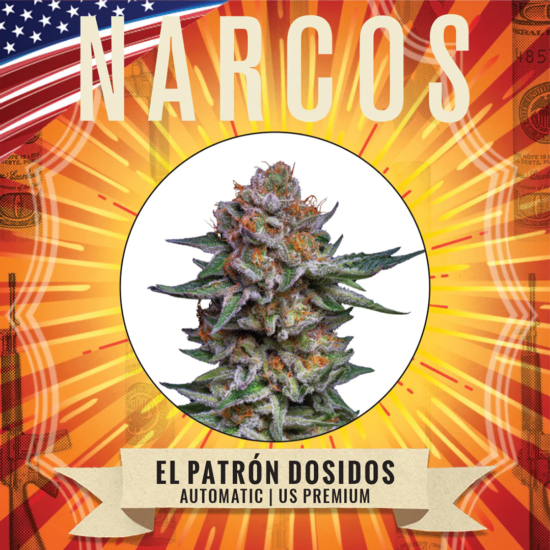 Narcos Seeds | NARCOS El Patrón Dosidos