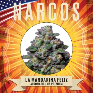 Narcos Seeds | NARCOS La Mandarina Feliz