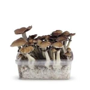 My celium Box | Ban Hua Thai Magic Mushroom Growkit