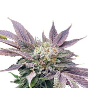 IZI Seeds | Auto Muffin genetics