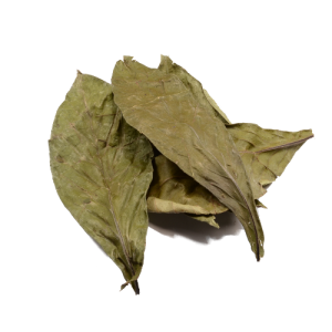 Psychoactive Herbs | Psychotria viridis Chacruna Foglie