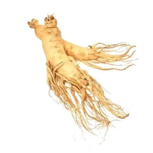 Psychoactive Herbs | Panax Ginseng