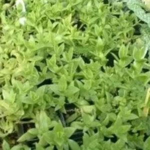 Psychoactive Herbs | Sceletium tortuosum  1000 Kanna seeds
