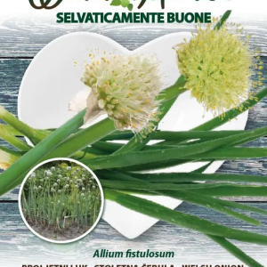 Wild Herbs – Cipolletta Winter Nest – Sem. Dotto