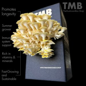The Mushroom Box | Longevity – Golden Oyster Mushroom Box