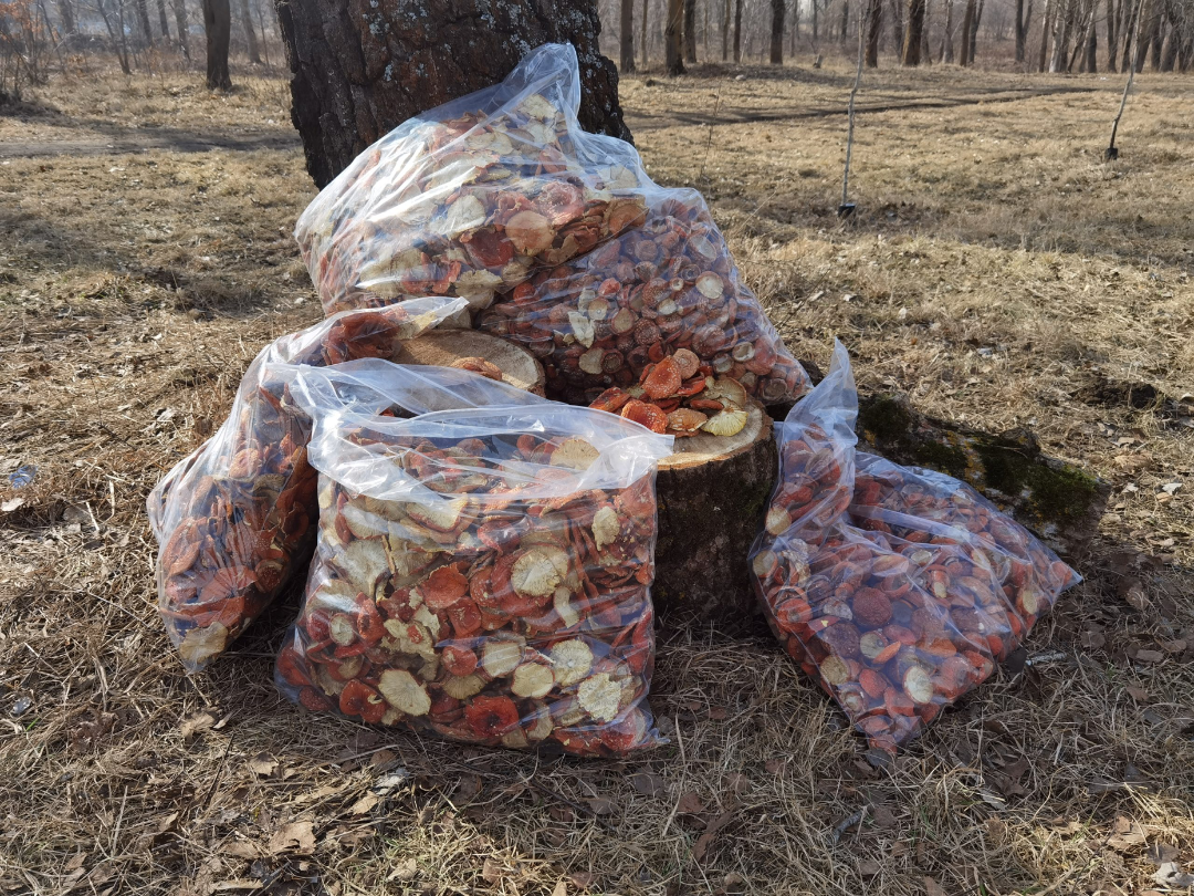 ICW | AMANITA MUSCARIA – BULK - immagine 6