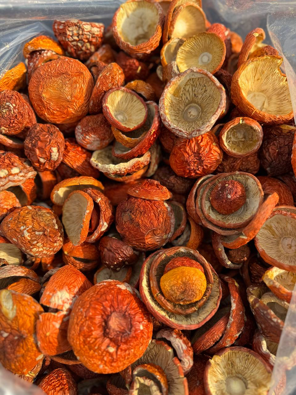 ICW | AMANITA MUSCARIA – BULK - immagine 8