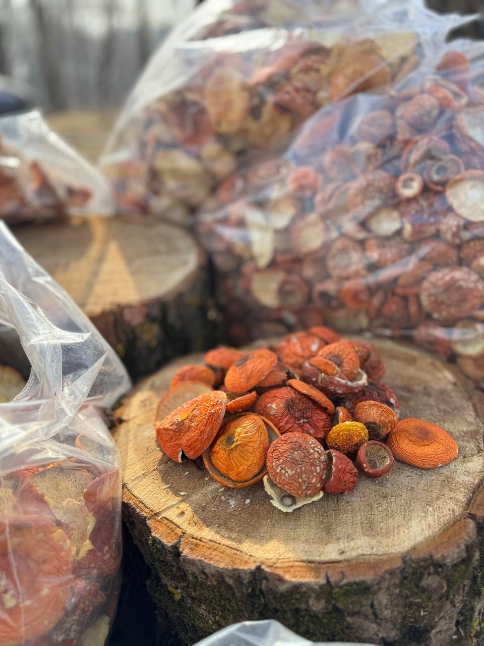 ICW | AMANITA MUSCARIA – BULK - immagine 9