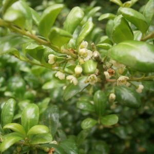 Ilex crenata “Convexa”