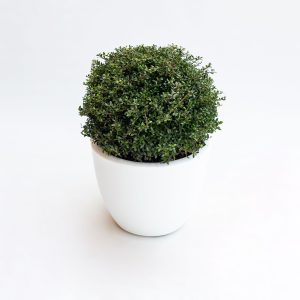 Ilex crenata – PALLA