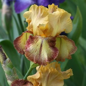Iris “Happy Carver”