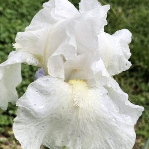 Iris germanica “Immortality”