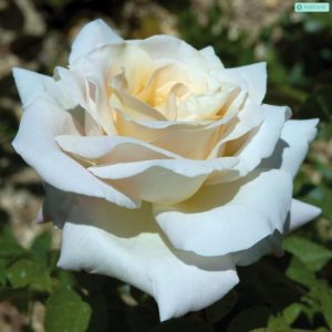 Jardins de Bagatelle