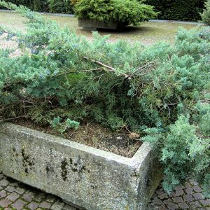 Juniperus x pfitzeriana “Glauca”