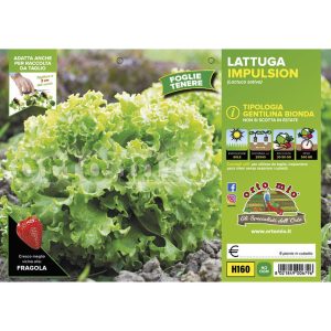 Lattuga gentilina bionda “Impulsion”