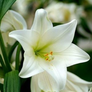 Lilium asiatic White – Bulbi