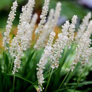 Liriope muscari “Monroe White”