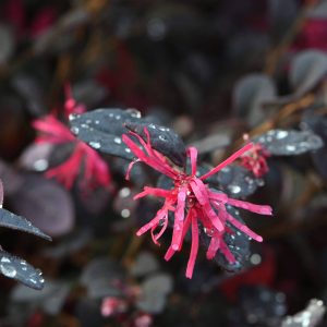 Loropetalum chinense “Black Pearl”