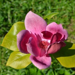 Magnolia “Cleopatra”