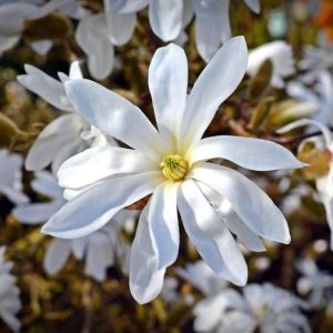 Magnolia stellata “Royal Star”