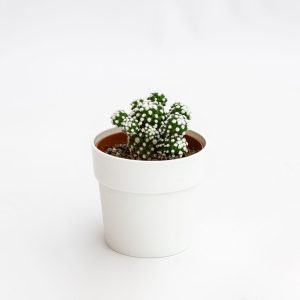 Mammillaria gracilis