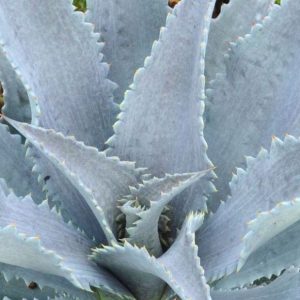 Mangave “Silver Fox”