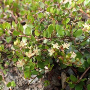 Muehlenbeckia complexa