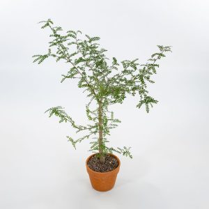 Operculicarya decaryi