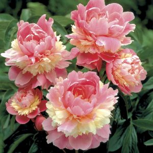 Paeonia lactiflora “Sorbet”