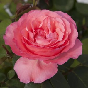 Panthere Rose
