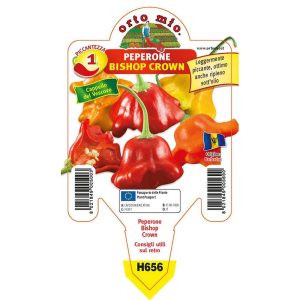 Peperoncino piccante Bishop Crown