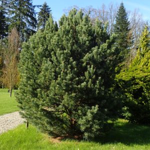Pinus sylvestris “Watereri”