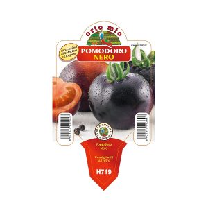 Pomodoro Nero a grappolo “Indigo Rose”