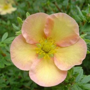 Potentilla fruticosa “Daydawn”