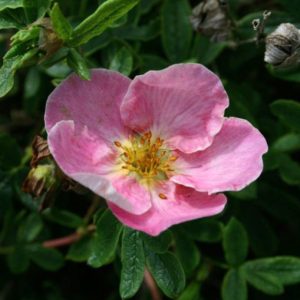 Potentilla fruticosa “New Dawn”
