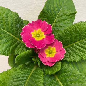 Primula vulgaris fucsia