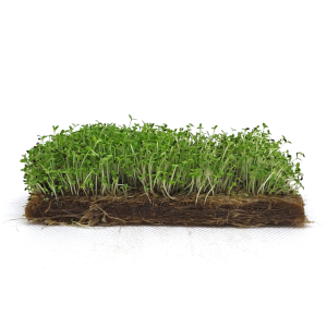 Tarragon (Estragon)