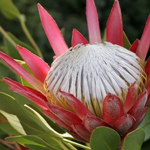 Protea cynaroides “Madiba”