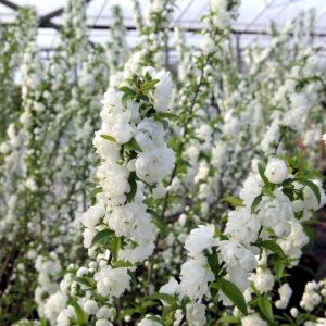 Prunus glandulosa “Alba Plena”